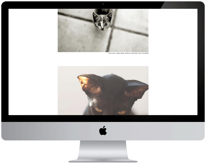 08_kenta_matsui_web_dog_and_cat_2013